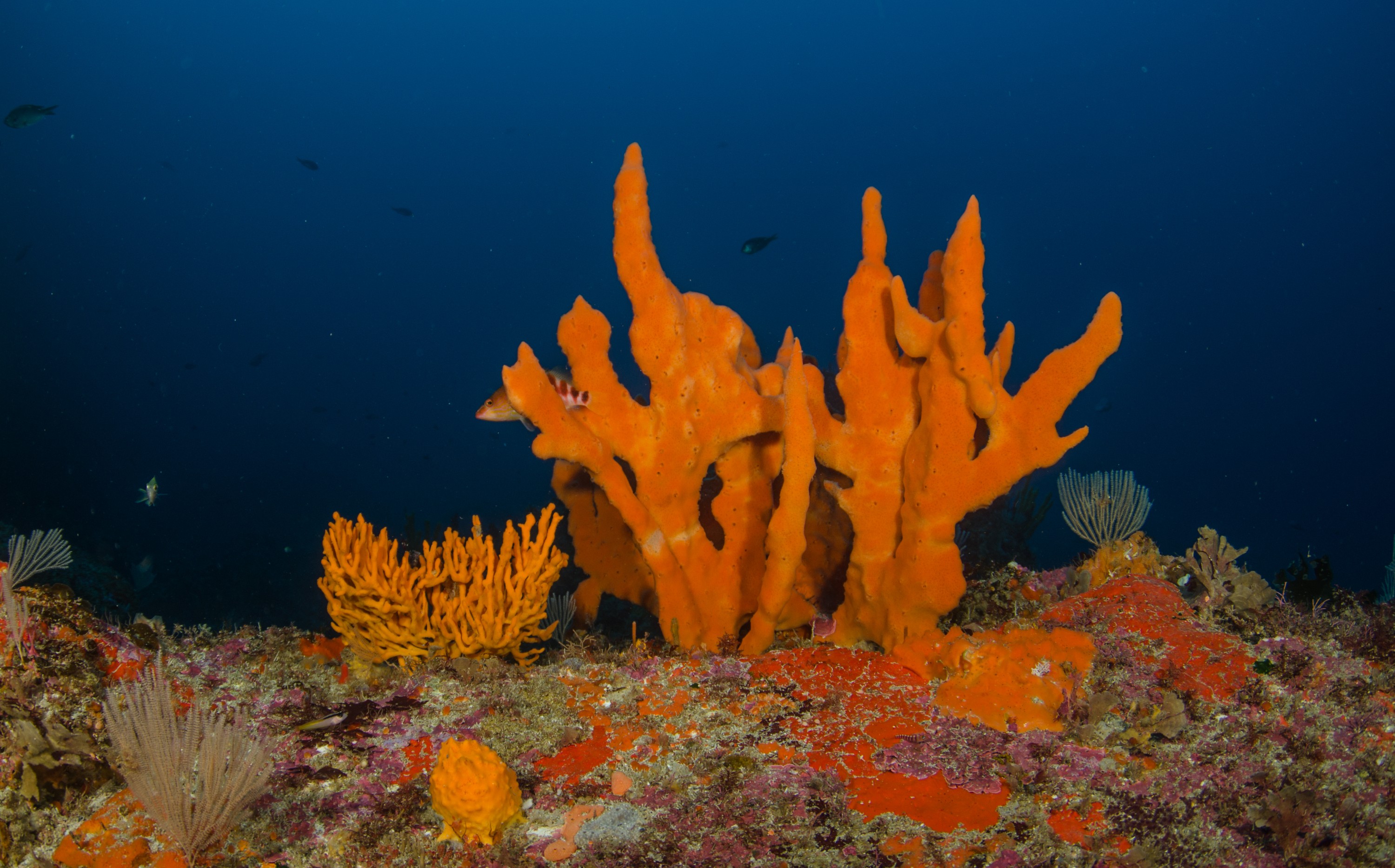 DSC_3068 – crispin, nz, new, zealand, new zealand, poor, knights, marine, reserve, sponge, garden, unknown